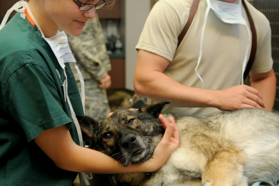 Accidentes laborales en la profesión veterinaria.