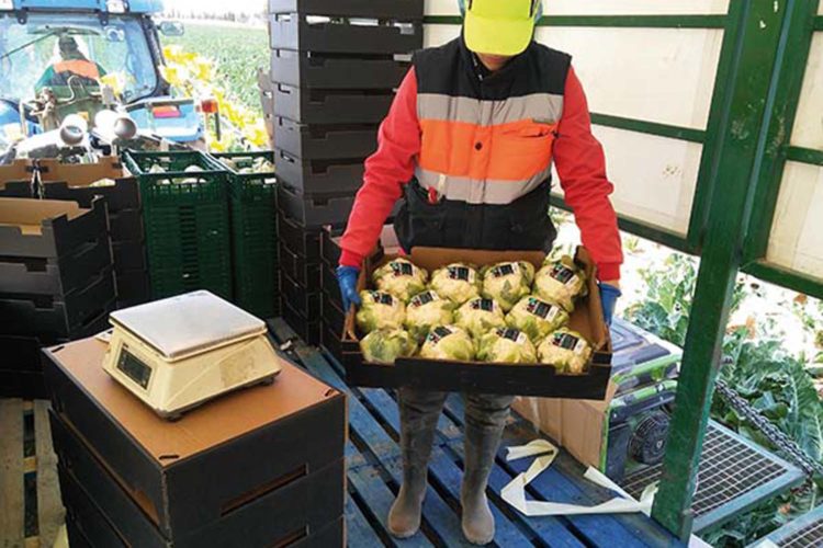 Protección para una trabajadora embarazada