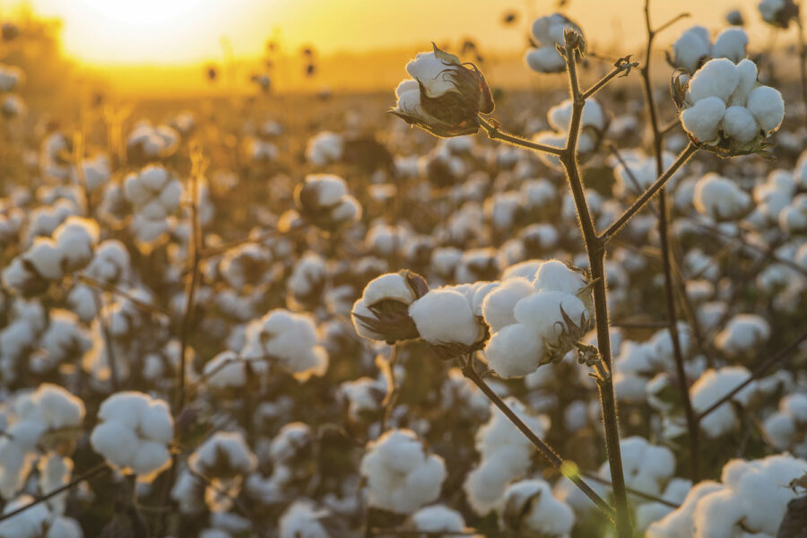 Cottonfield-photo